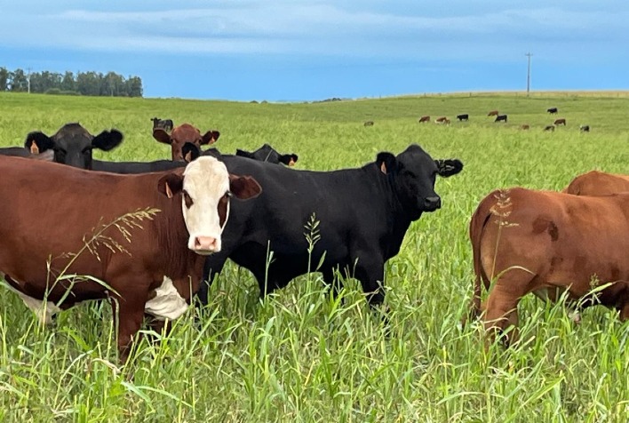 Brasil se destaca no mercado global de carne bovina com escassez de oferta internacional