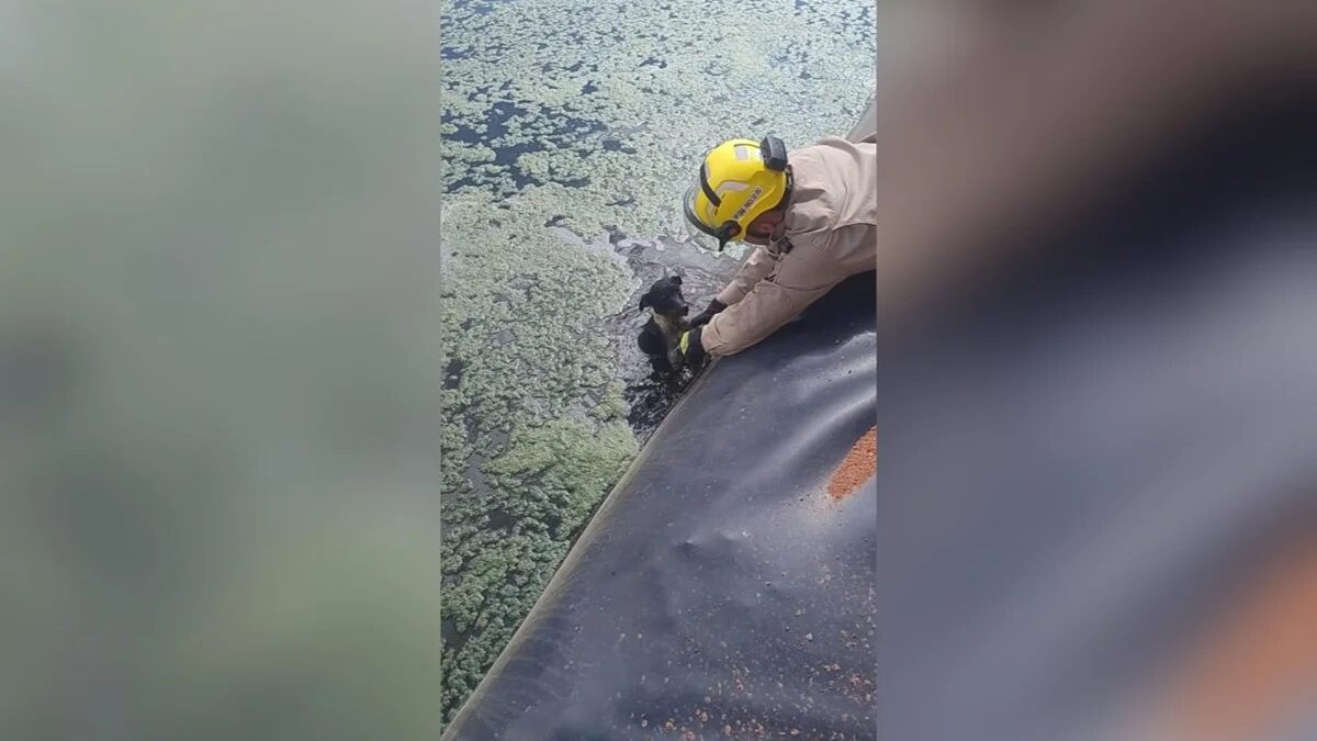 Cachorro é resgatado após cair em represa de frigorífico em Pires do Rio (GO)