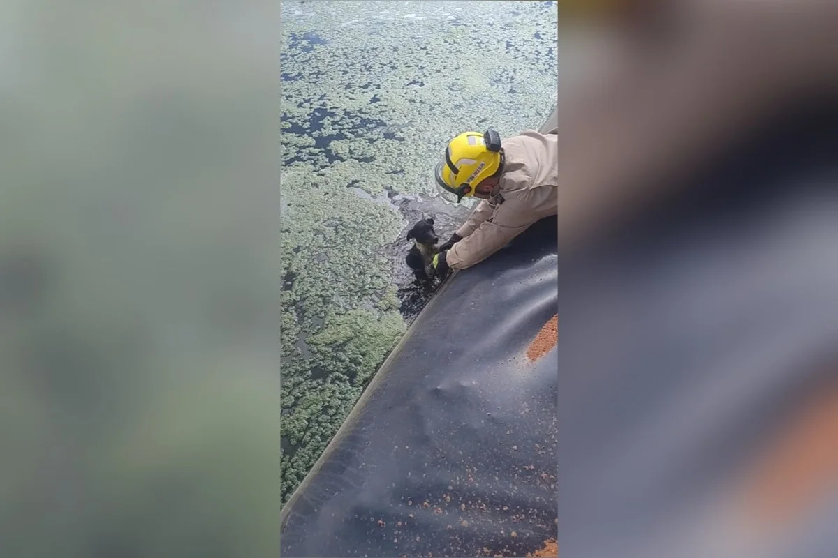 Cachorro é resgatado após cair em represa de frigorífico em Pires do Rio (GO)