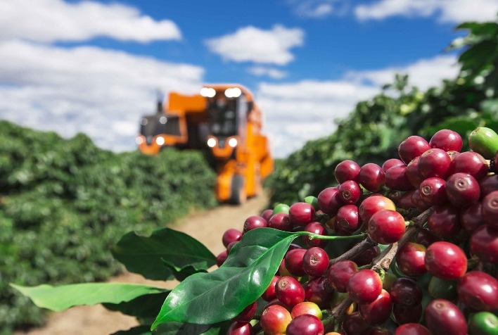 Café enfrenta queda de preços com colheita avançada e safra recorde no Brasil