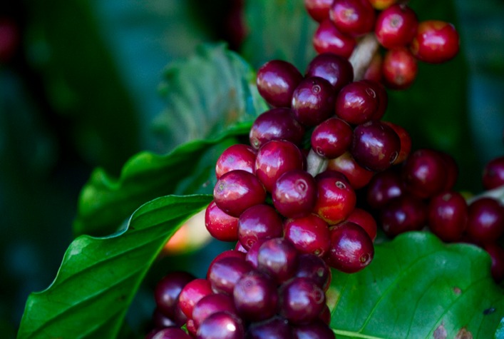 Café inicia quinta-feira com mercados mistos e foco na colheita brasileira