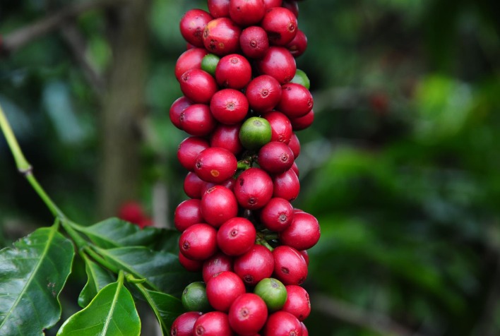 Café: mercado físico enfrenta baixa negociação com feriado nos EUA e clima instável