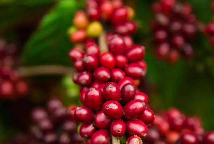 Café: safra robusta pressiona preços do arábica e exportações de robusta disparam