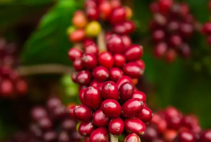 Café: safra robusta pressiona preços do arábica e exportações de robusta disparam