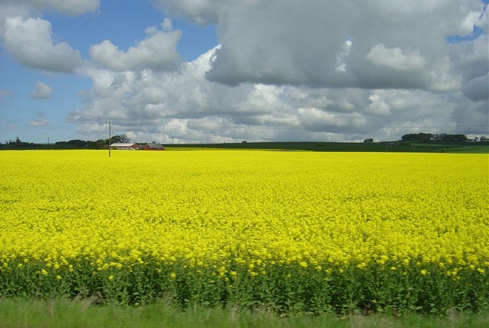 Canola e carinata se destacam no Sul como alternativas rentáveis para o inverno