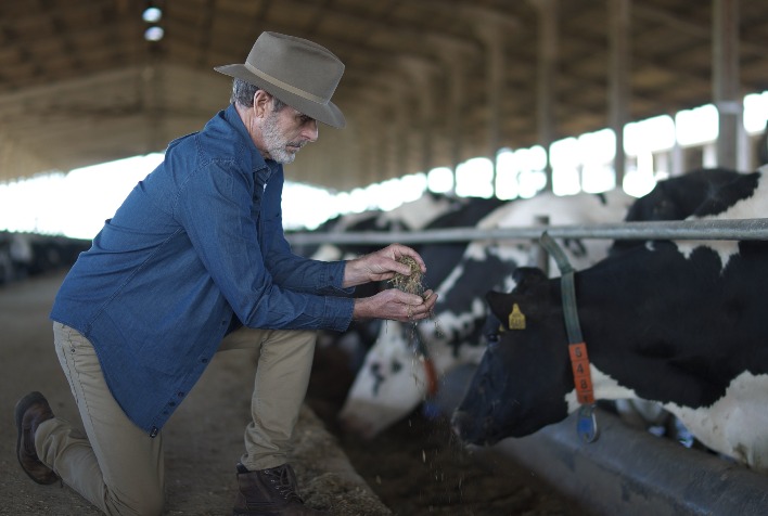 Castrolanda inova na nutrição animal e eleva produtividade leiteira no campo