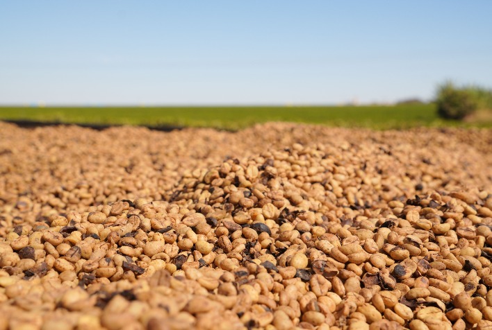 Cerrado Mineiro apresenta cafés da safra 2026/27 na World of Coffee Brussels 2026