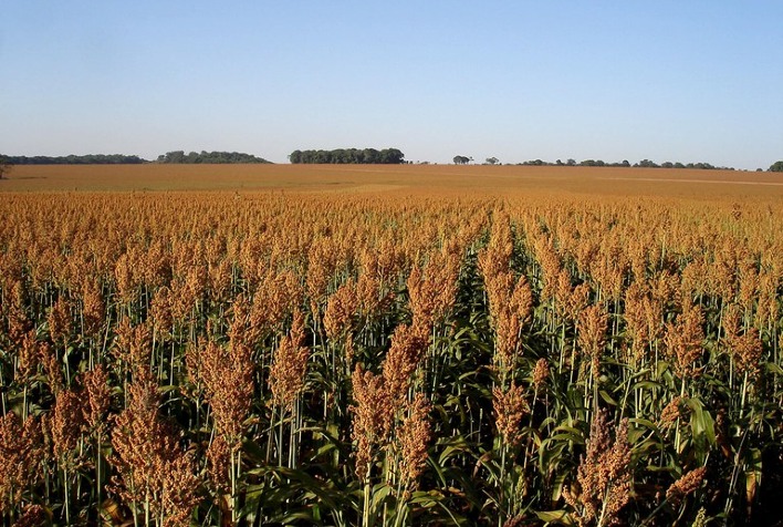 Chuvas no Triângulo Mineiro podem aumentar produtividade do sorgo em Uberlândia