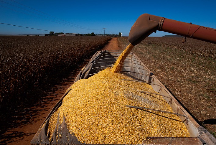 Colheita da safrinha de milho avança no Brasil e Mato Grosso surpreende com alta produtividade