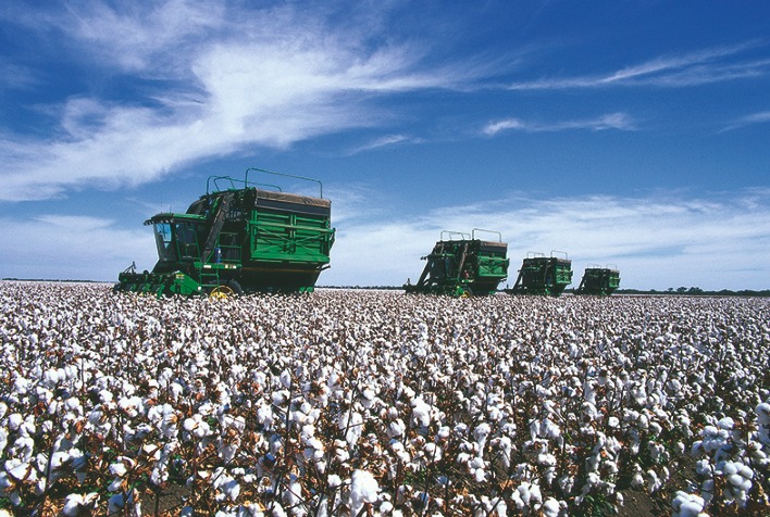 Colheita de algodão inicia em MT e BA com desafios climáticos e foco em manejo integrado