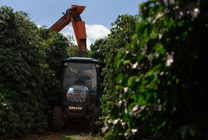 Colheita de café 2026 avança no Brasil com clima favorável, aponta Rabobank