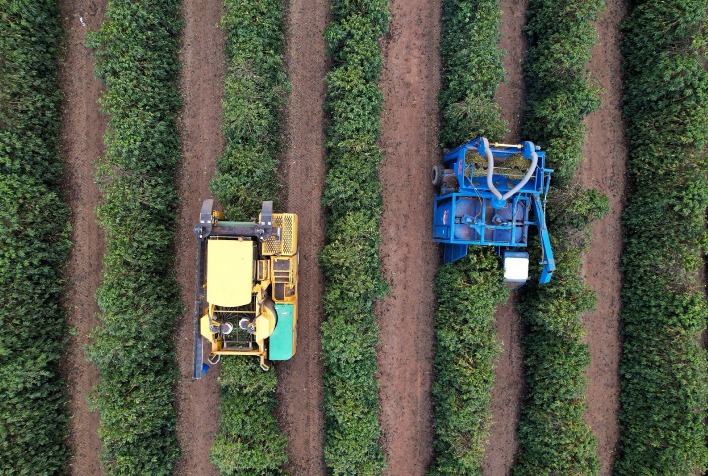 Colheita de café avança no Cerrado Mineiro e Expocacer projeta safra 40% maior