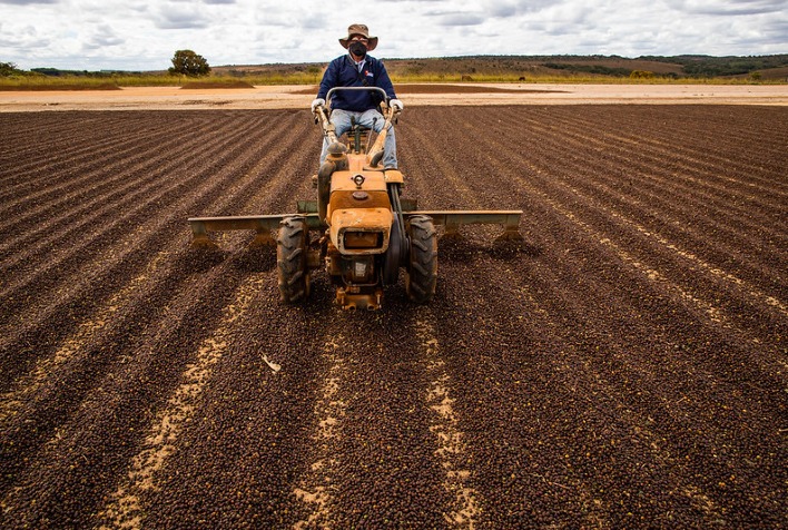 Colheita de café no Brasil avança para 39% da safra 2026/27, com conilon em destaque