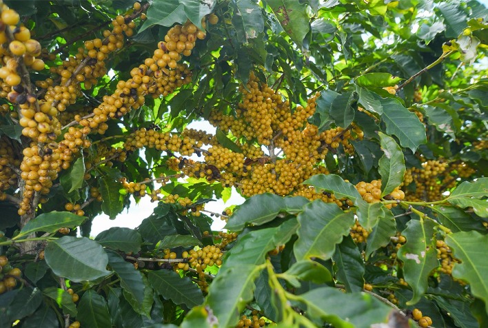 Colheita de café no Cerrado Mineiro atinge 18% da safra 2026, chuvas atrasam trabalhos
