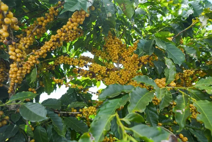 Colheita de café no Cerrado Mineiro atinge 18% da safra 2026, chuvas atrasam trabalhos