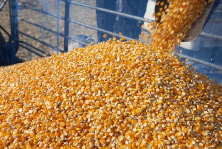 Colheita do milho safrinha 2026 no Paraná inicia com boas expectativas de produtividade
