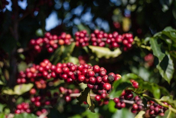 Colniza registra produtividade recorde de café e se consolida como referência em MT