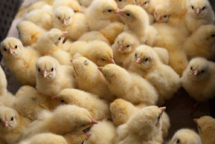 Controle de qualidade no alojamento de pintinhos é crucial para avicultura brasileira