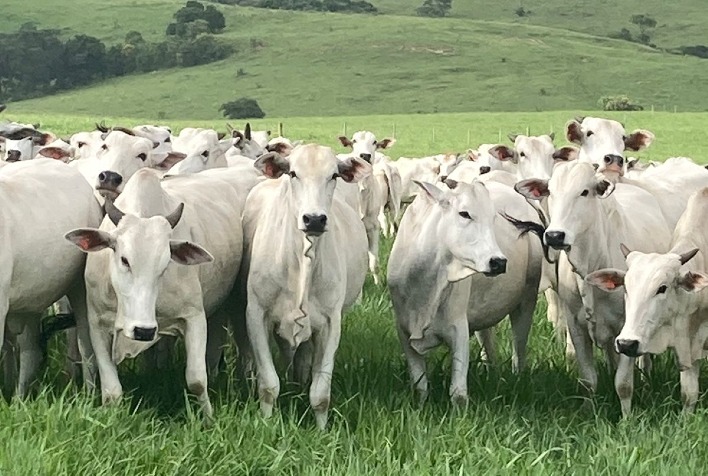Cota da China se aproxima do limite e pressiona preço do boi gordo no Brasil