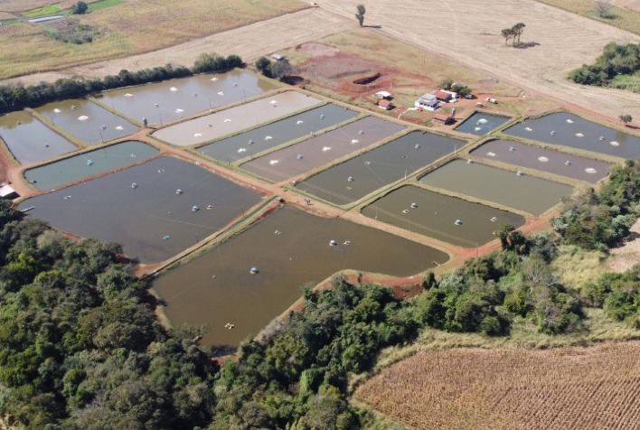 Crescimento da piscicultura em viveiros escavados fortalece produção familiar no Brasil