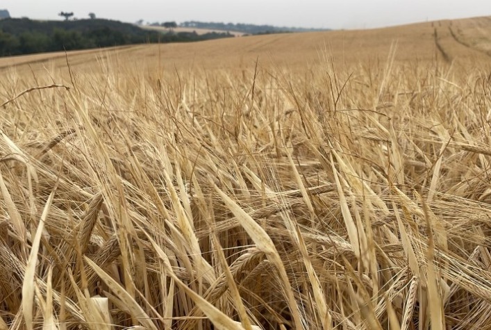 Cultura da cevada cresce no Paraná e área cultivada chega a 5 mil hectares