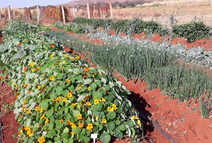 Embrapa lança novas cultivares de hortaliças não convencionais para diversificar a agricultura no Brasil