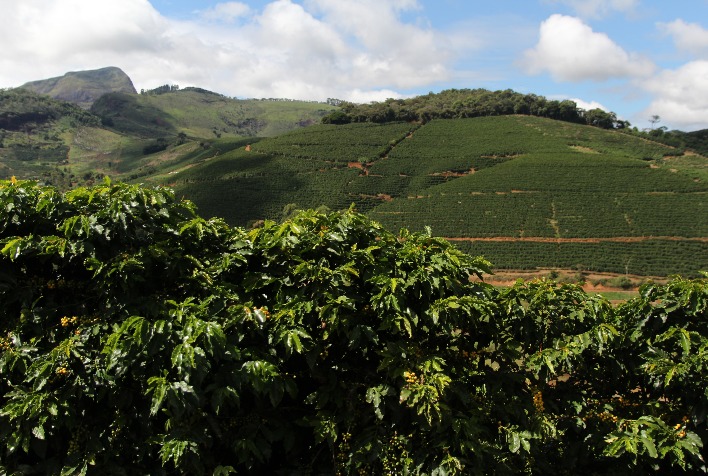 Expectativa de safra positiva pressiona preços e derruba cotações do café em Minas Gerais