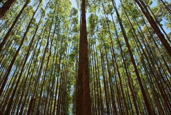 Exportações de árvores cultivadas do Brasil atingem US$ 3,6 bilhões no 1º tri de 2026