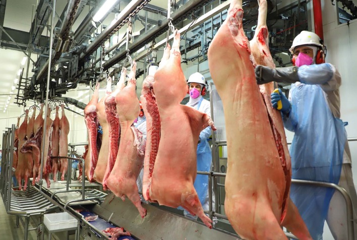 Exportações de carne suína do Brasil alcançam recorde histórico em maio de 2026
