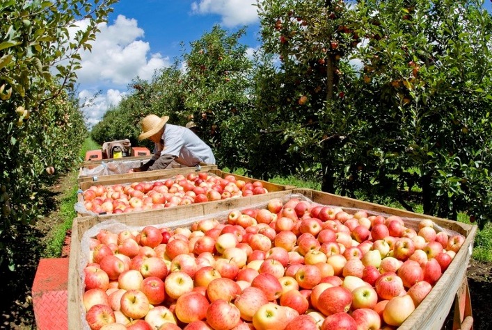 Exportações de maçã do Brasil triplicam em 2026, impulsionando setor agrícola