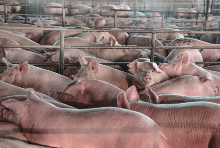 FACTA Conecta discute estratégias para suinocultura em meio a desafios de mercado