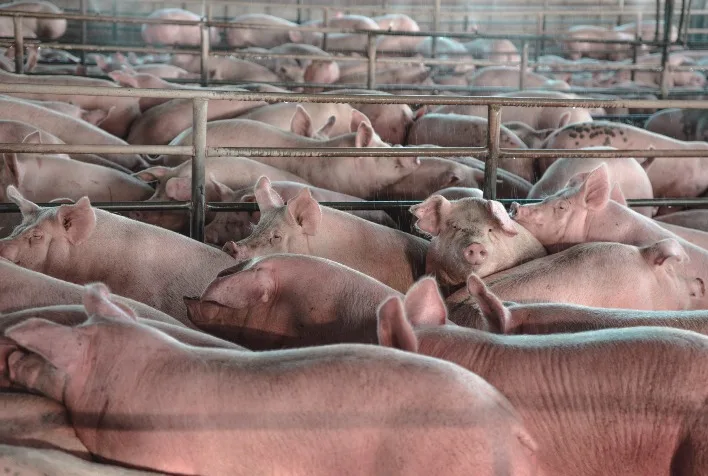FACTA Conecta discute estratégias para suinocultura em meio a desafios de mercado