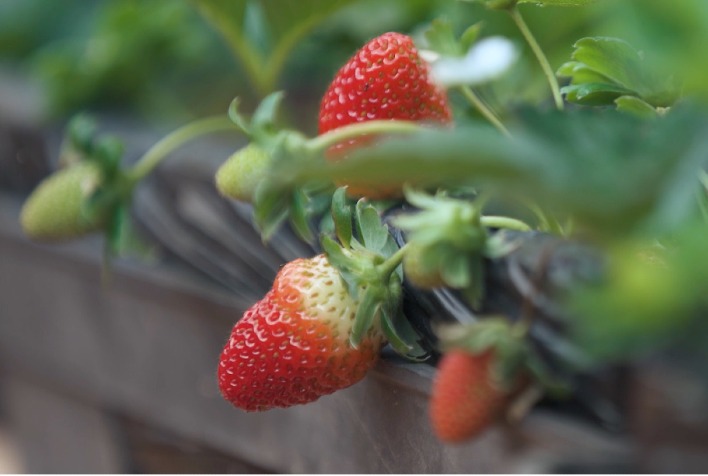 Frio e umidade elevam risco de doenças no cultivo de morango no RS