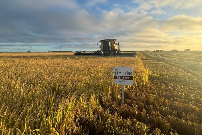 Genética de alto desempenho transforma cultivo de arroz e aumenta rentabilidade no Brasil
