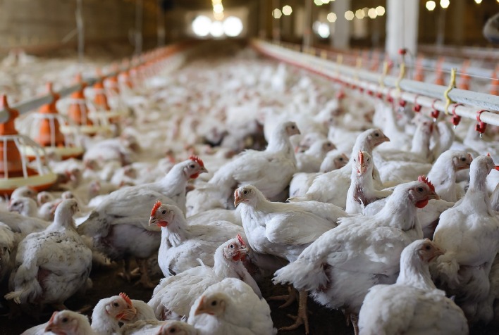 Goiás registra recorde histórico na avicultura com 135,7 milhões de frangos abatidos em 2026