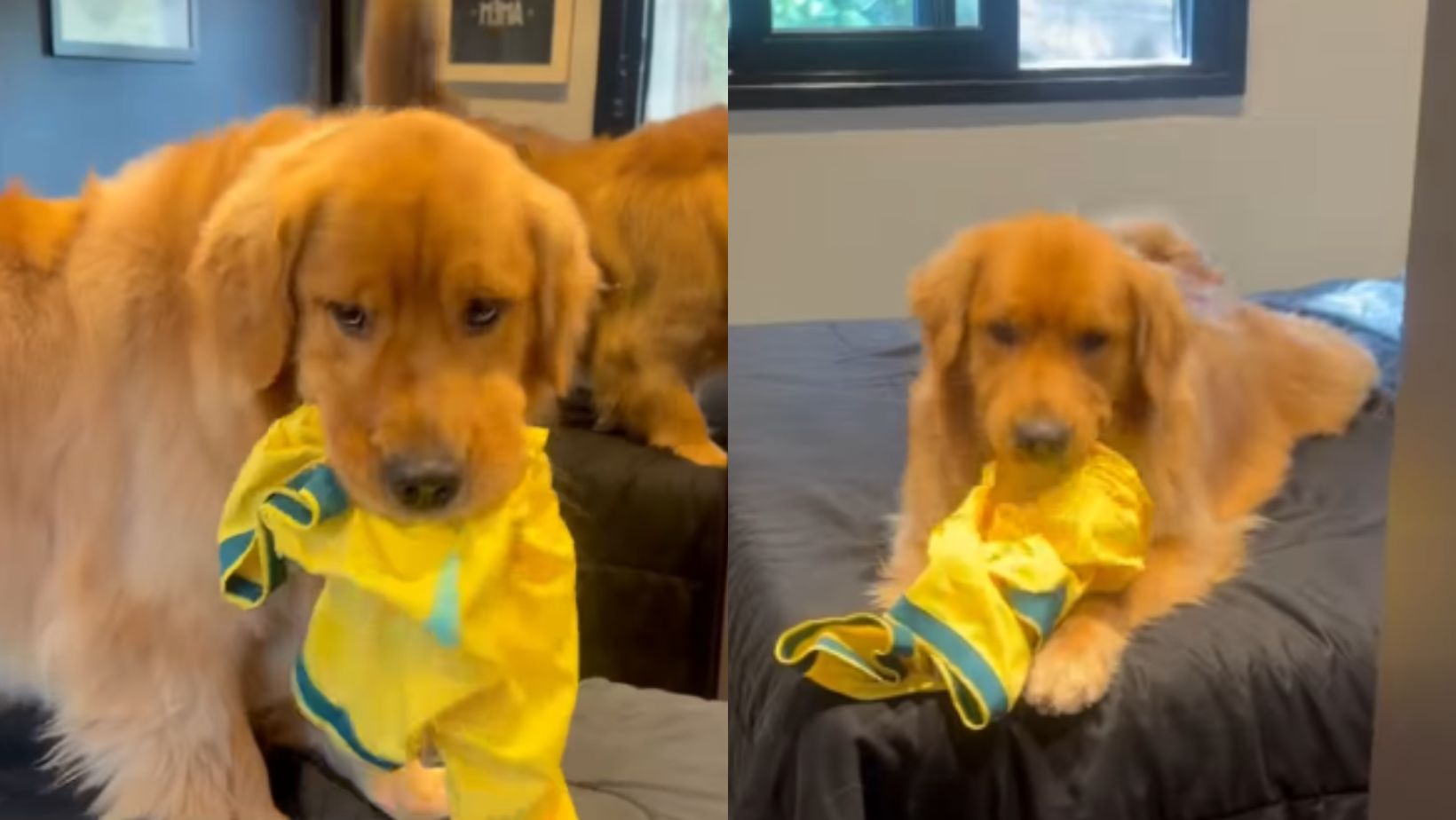 Golden Retriever provoca desespero ao brincar com camisa autografada por Ronaldinho