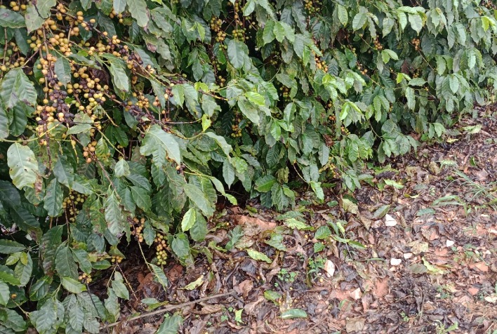 Granizo atinge cafezais em Minas Gerais e especialistas orientam recuperação
