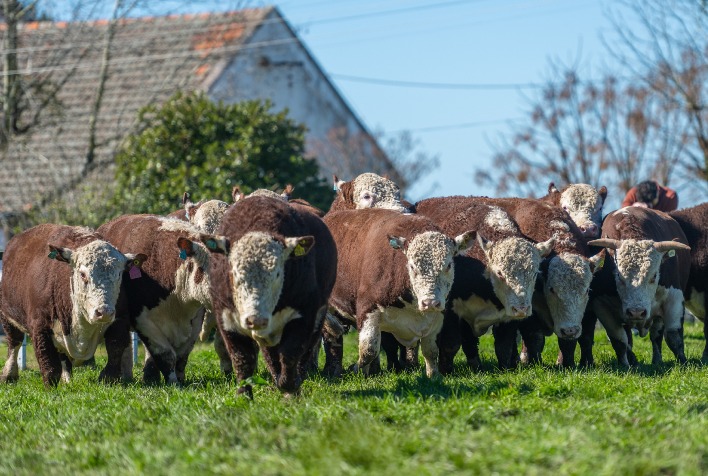 Hereford e Braford investem em genética para reduzir metano e aumentar produção sustentável