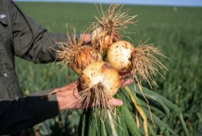 Hortitec 2026 traz genética avançada para aumentar produtividade no campo