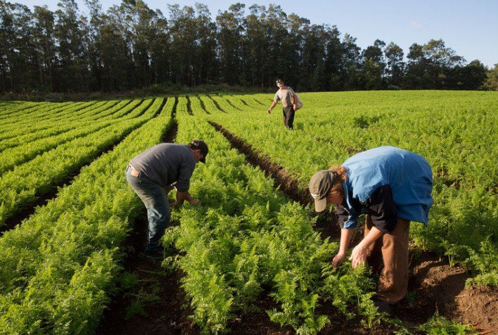 Inadimplência rural atinge 8,2% em 2025 e destaca necessidade de gestão financeira no agro