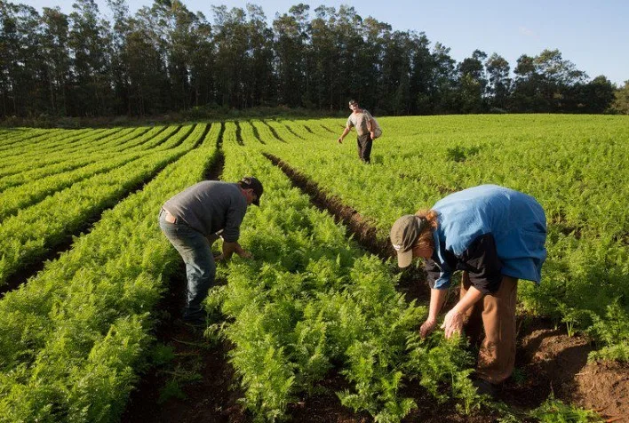 Inadimplência rural atinge 8,2% em 2025 e destaca necessidade de gestão financeira no agro