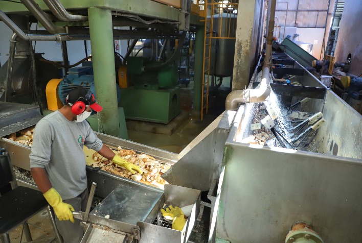 Indústria de fécula de mandioca registra R$ 2,14 bilhões em 2025, apesar da queda na produção