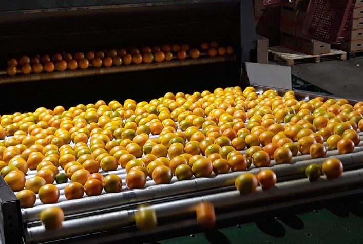 Indústria de suco prioriza qualidade e desacelera compras de laranja para 2026/27