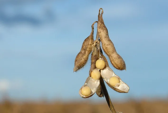 Inteligência Artificial estima produtividade da soja com 72% de acurácia antes da colheita