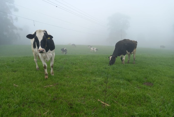 Inverno no Rio Grande do Sul exige cuidados especiais para vacas leiteiras e produtividade