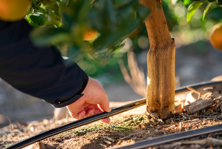 Irrigação por gotejamento no inverno: 3 cuidados para evitar perdas no campo