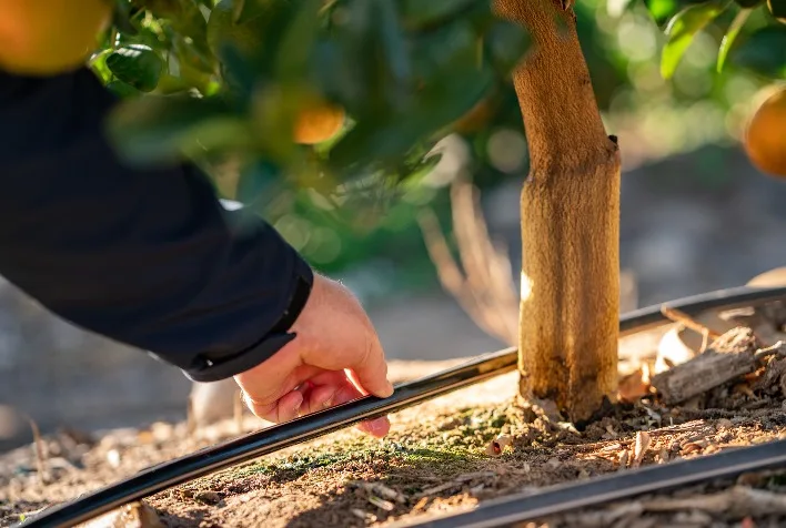 Irrigação por gotejamento no inverno: 3 cuidados para evitar perdas no campo