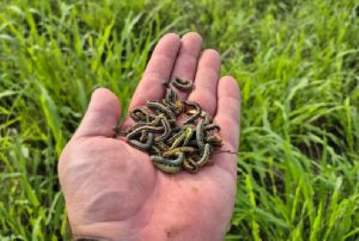 Lagartas nas pastagens ameaçam pecuária e elevam risco de perdas no Brasil