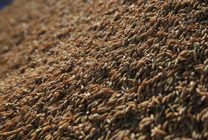 Leilão de Pepro vende 22,7 mil toneladas de arroz e destaca apoio ao setor gaúcho