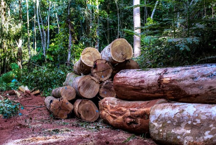 Madeira da Amazônia suspeita chega à Europa e expõe falhas na certificação florestal
